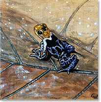 Frosch, &Ouml;l auf Leinwand, 20x20cm