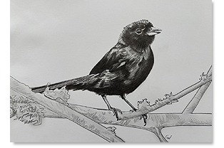schwarzer Vogel, Bleistift, 35x50cm