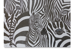 Zebras, Bleistift, 35x50cm